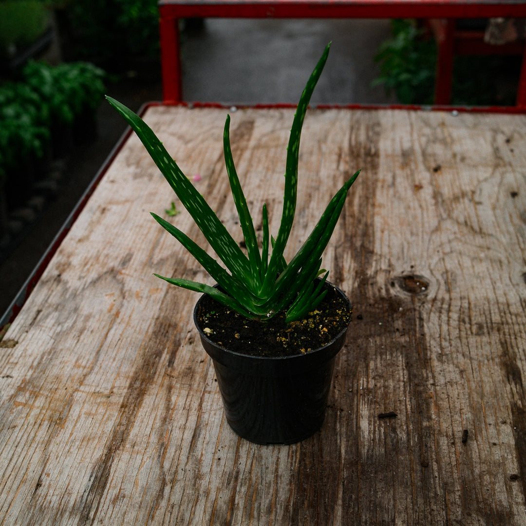 Aloe Vera (4.5") 