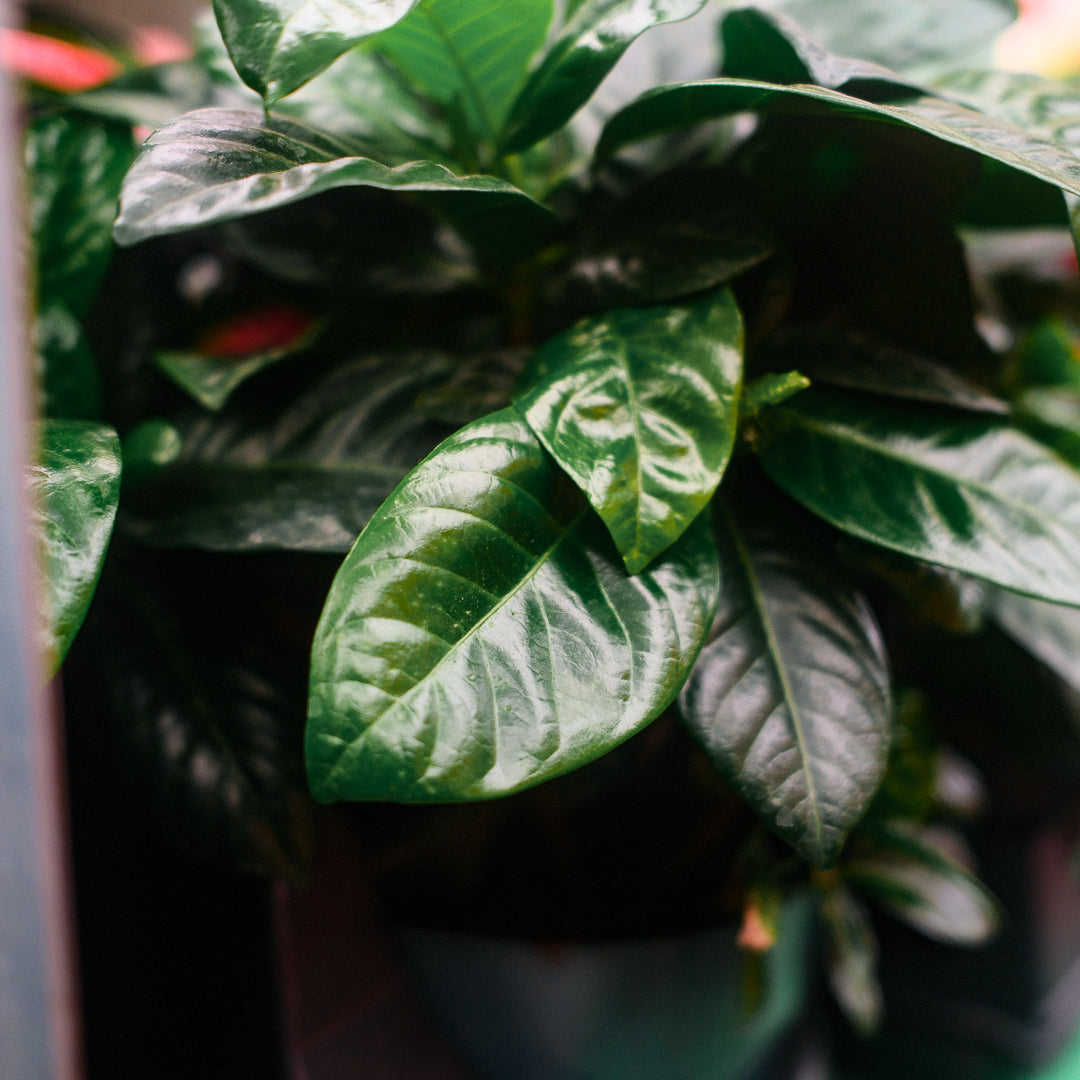 Gardenia (6")