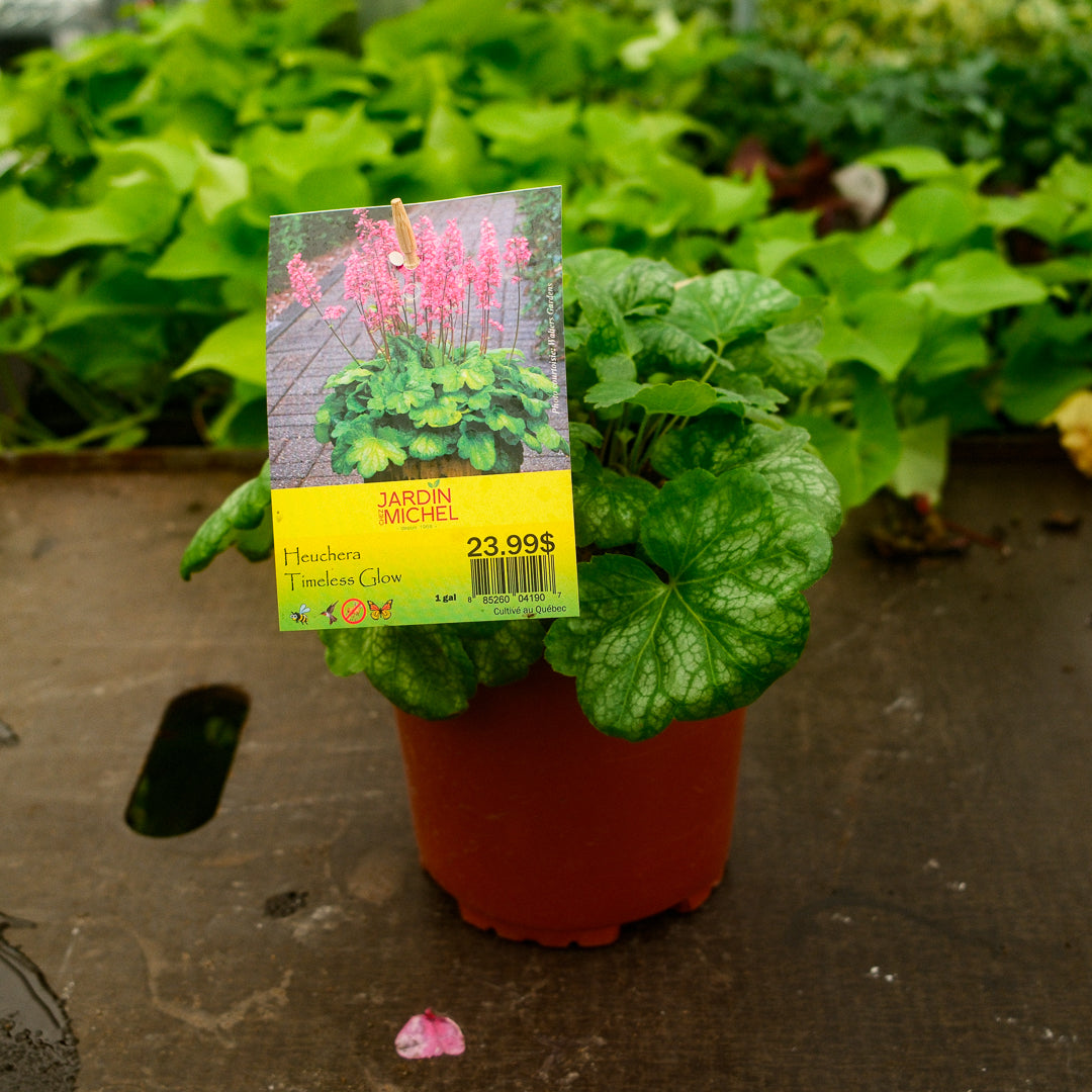 Heuchera 'Timeless Glow' (6")