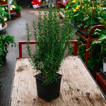 Rosemary (3.5")