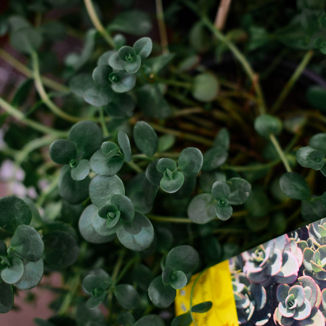 Sedum vivace 'Sun Sparkler Lune Zinger' (6")