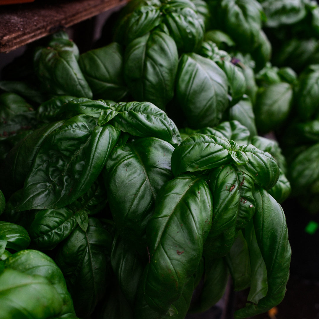 Basil Genovese (6")