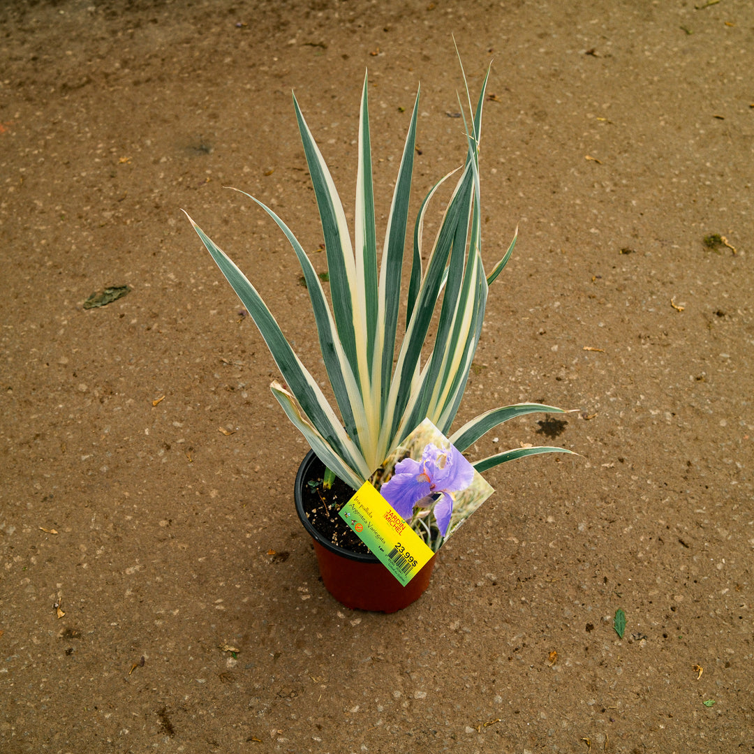 Iris panaché (6")