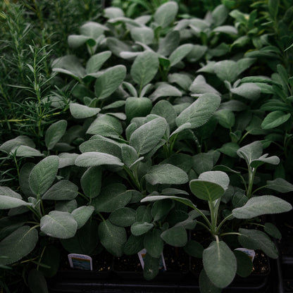 Sauge officinale (4,5")