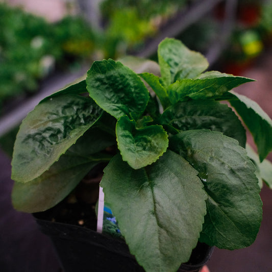 Stevia (4.5")
