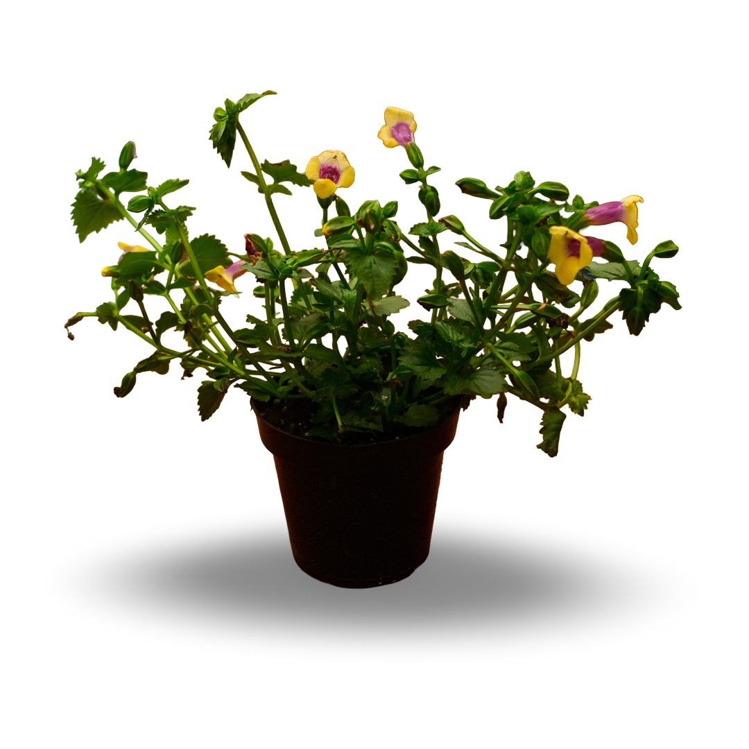 Torenia (4,5")
