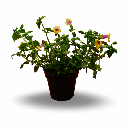 Torenia (4,5")