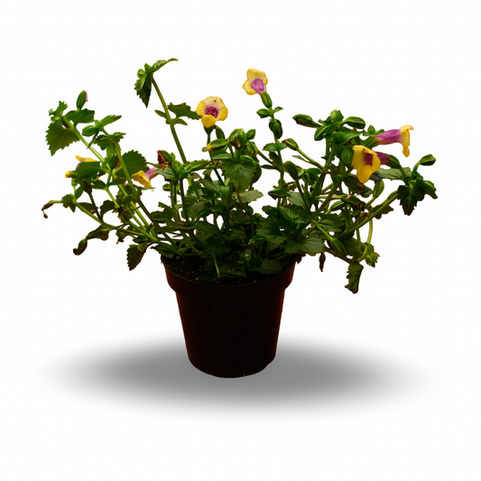 Torenia (4,5")