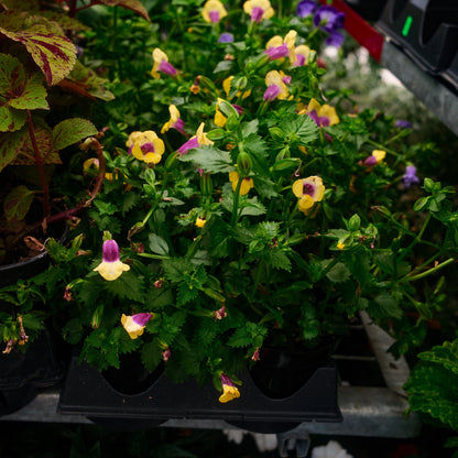 Torenia (4,5")
