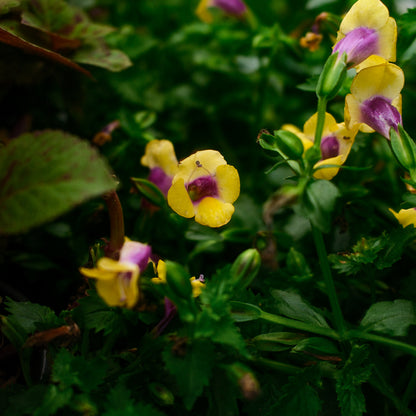 Torenia (4,5")
