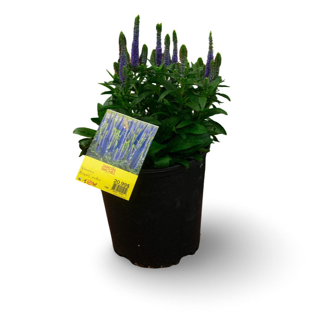 Veronica 'Royal Candles' (6")