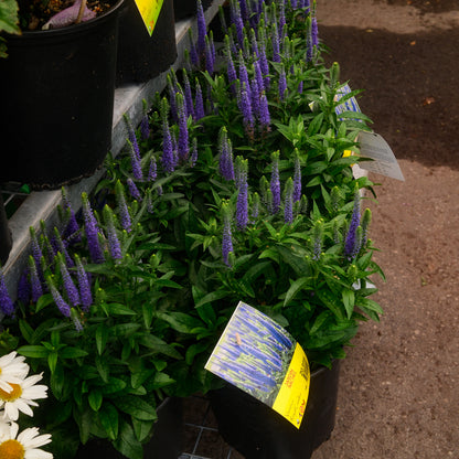 Veronica 'Royal Candles' (6")