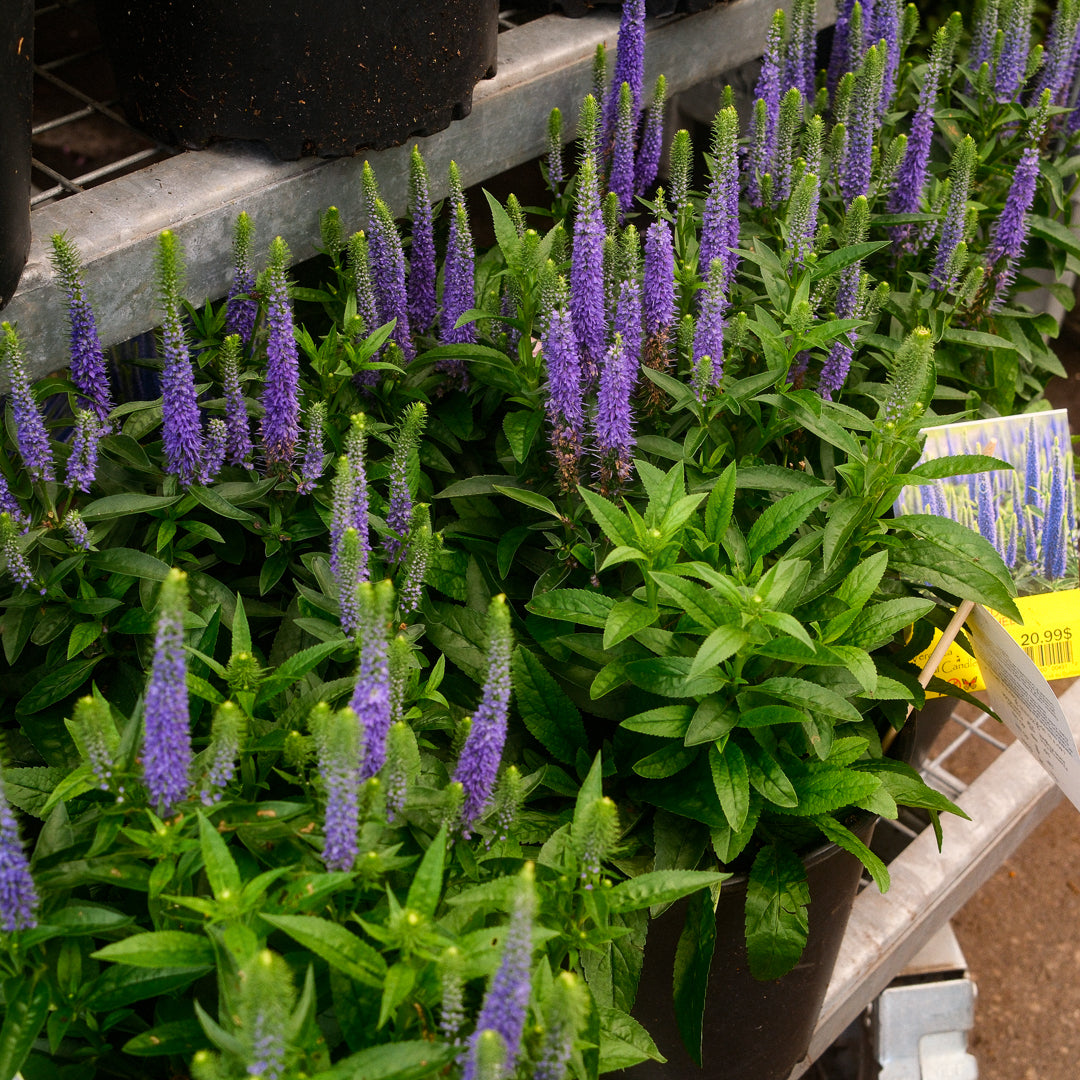 Veronica 'Royal Candles' (6")