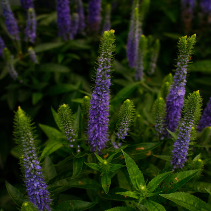 Veronica 'Royal Candles' (6")