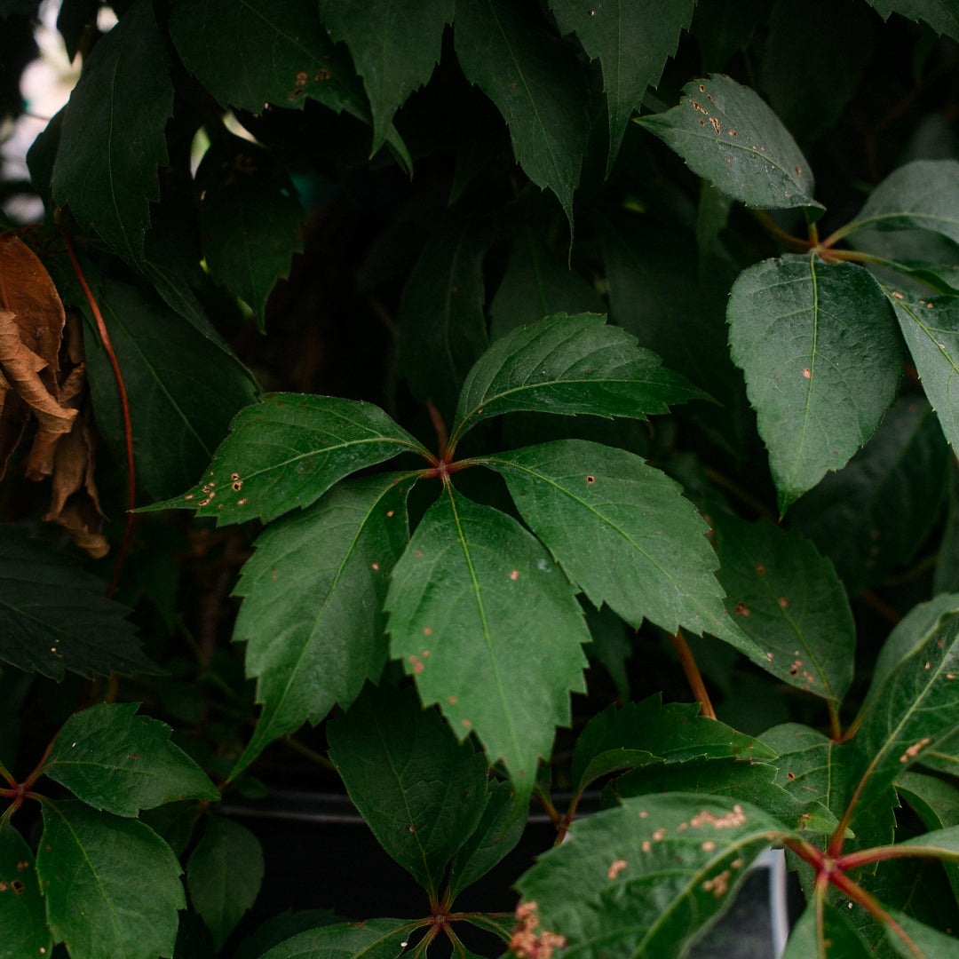 Virginia Creeper (8")