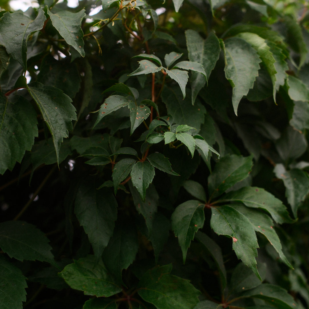 Virginia Creeper (8")