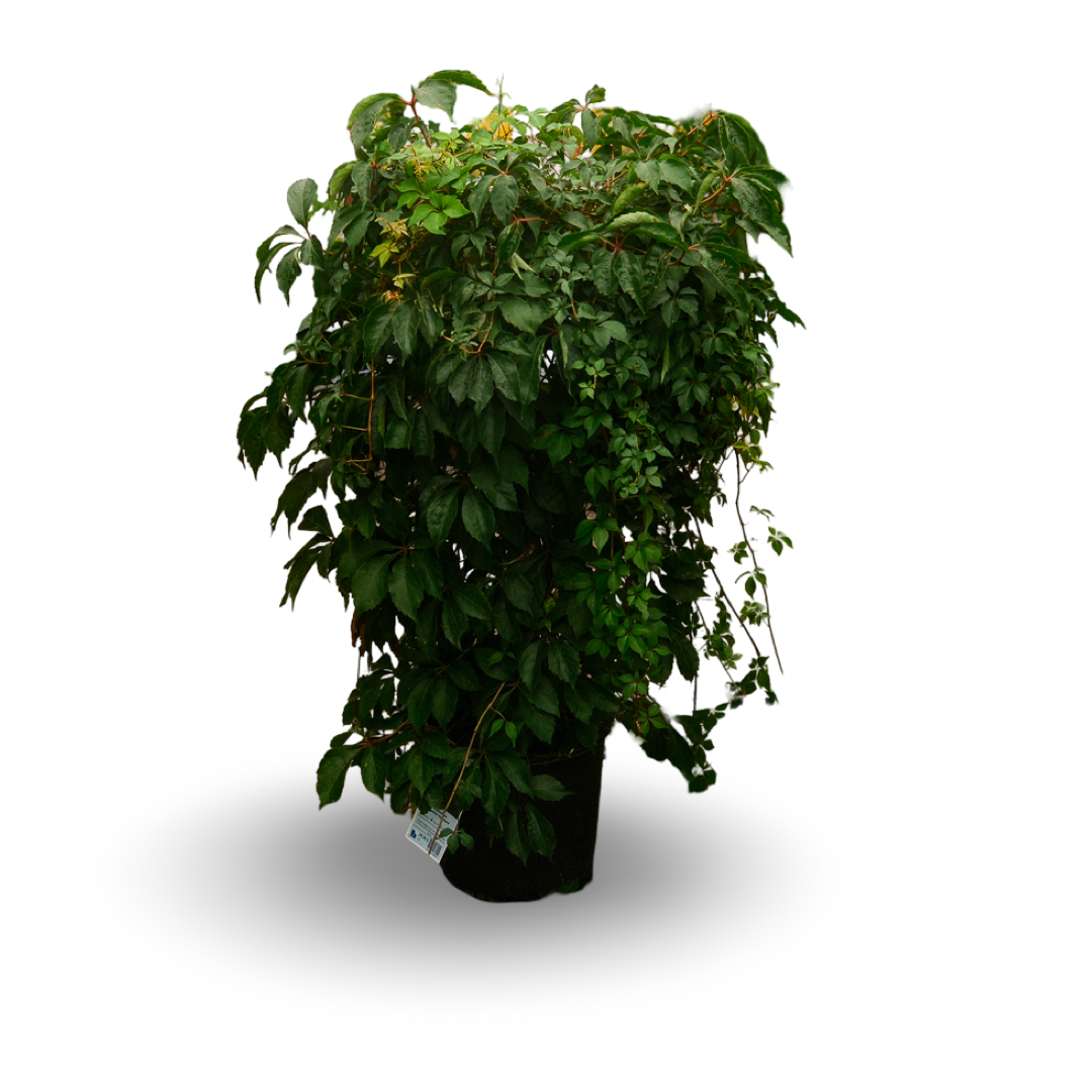 Virginia Creeper (8")