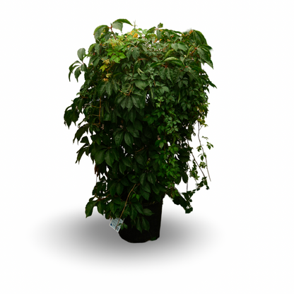 Virginia Creeper (8")