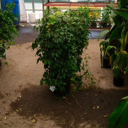 Virginia Creeper (8")