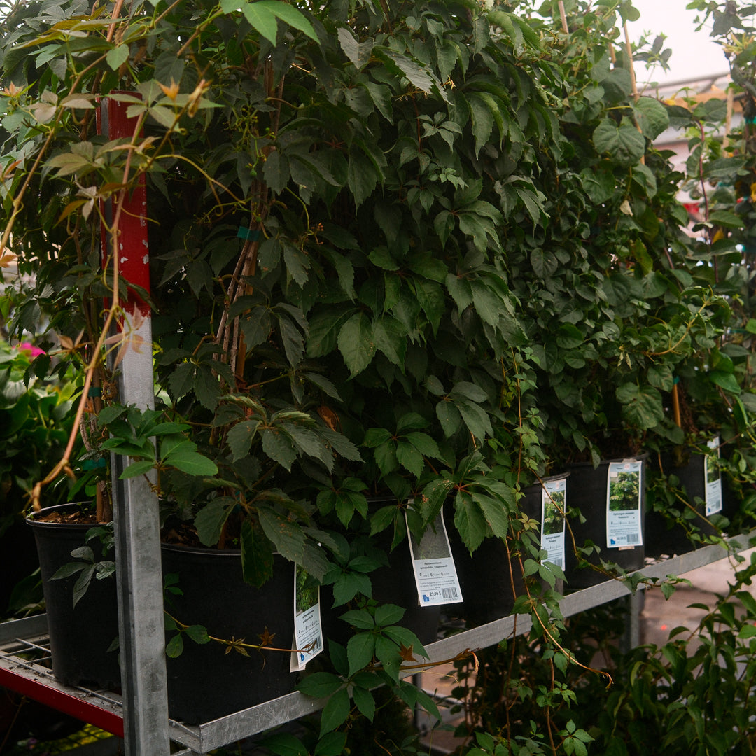 Virginia Creeper (8")