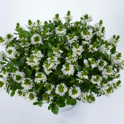 Scaevola (3,5") image 2