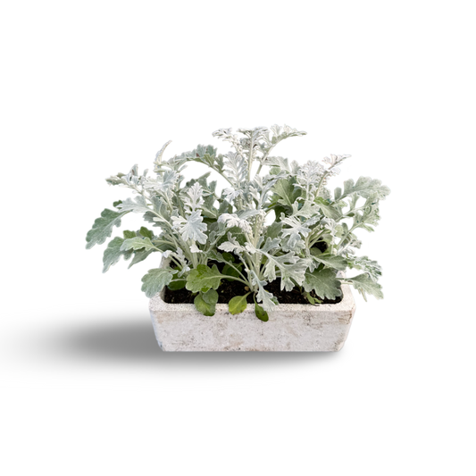 Cinéraire x 9 image 0