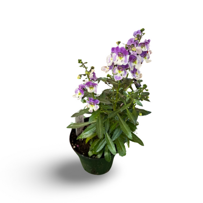 Angelonia (3,5") image 1