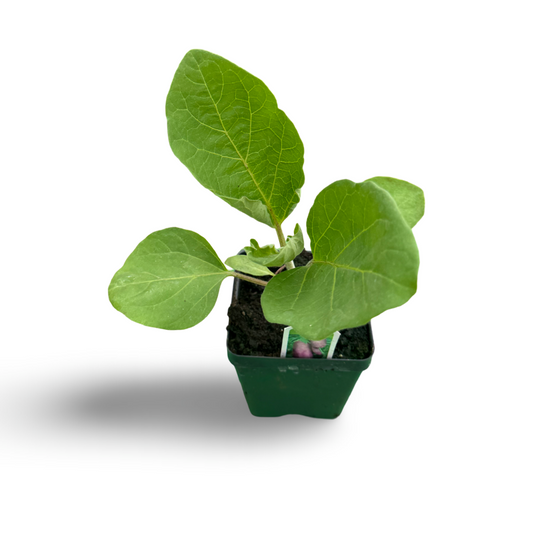 Purple eggplants (3.5")