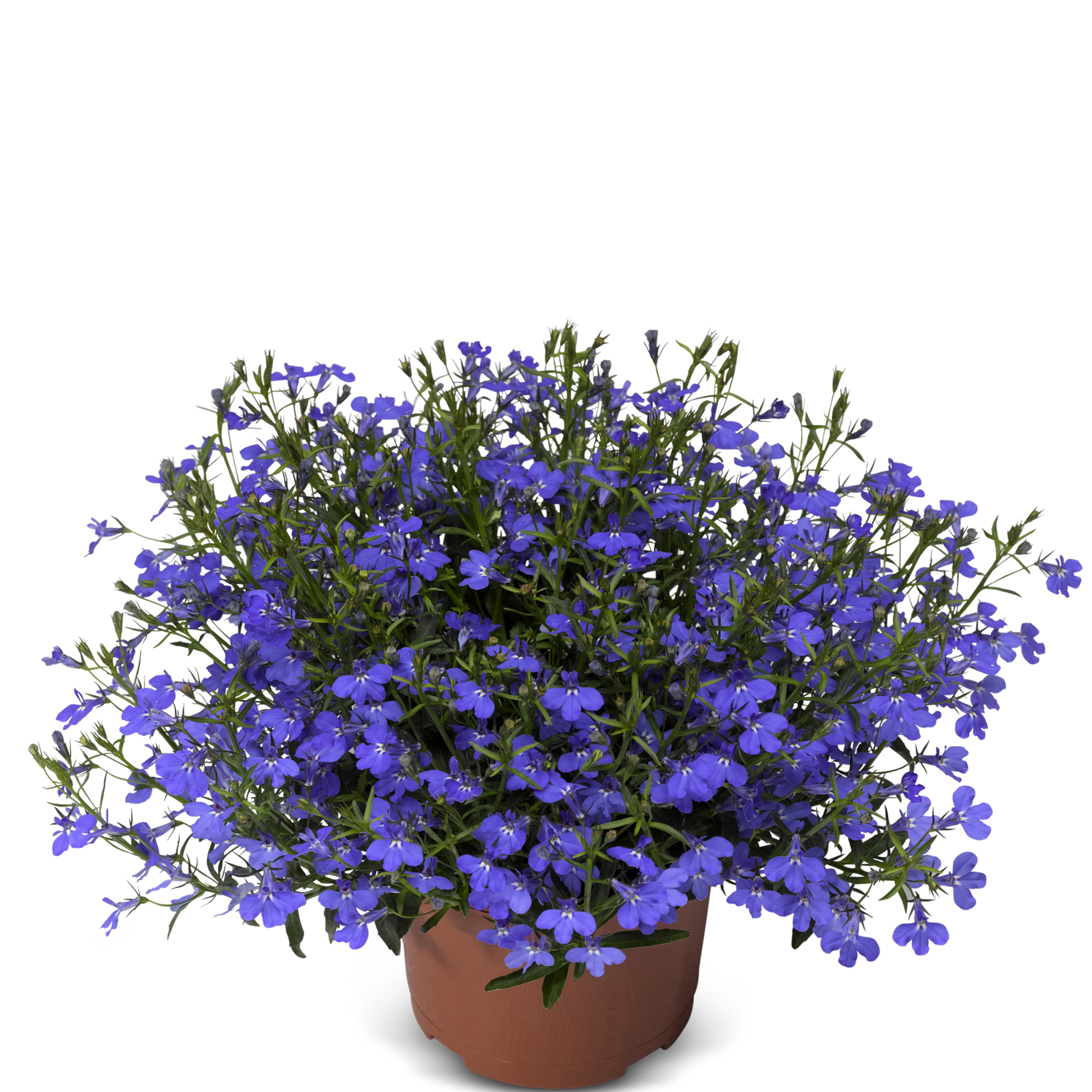 Lobelia (3,5") image 2