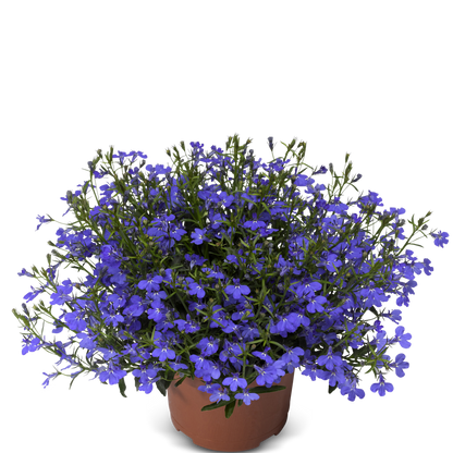 Lobelia (3,5") image 2