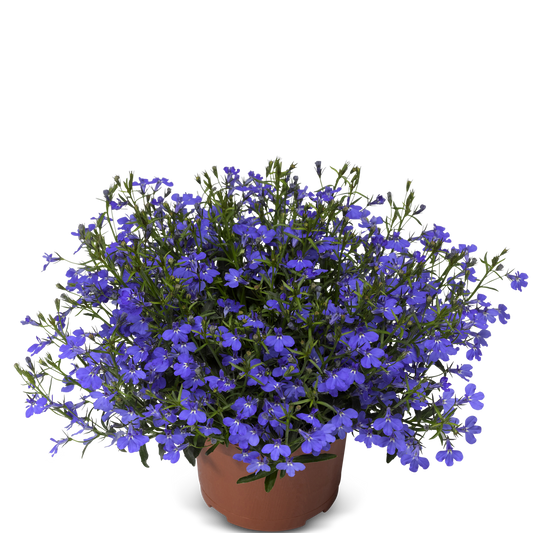 Lobelia (3,5") image 2