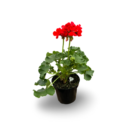 Géranium (3,5") image 0
