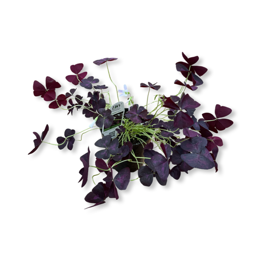 Oxalis (5") image 0