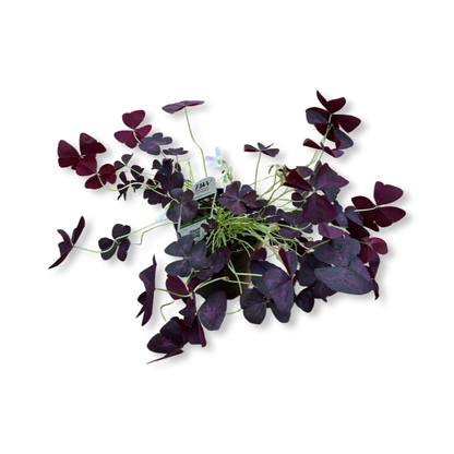 Oxalis (5") image 0