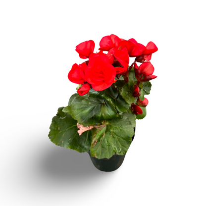 Begonia Reiger (3,5") image 2
