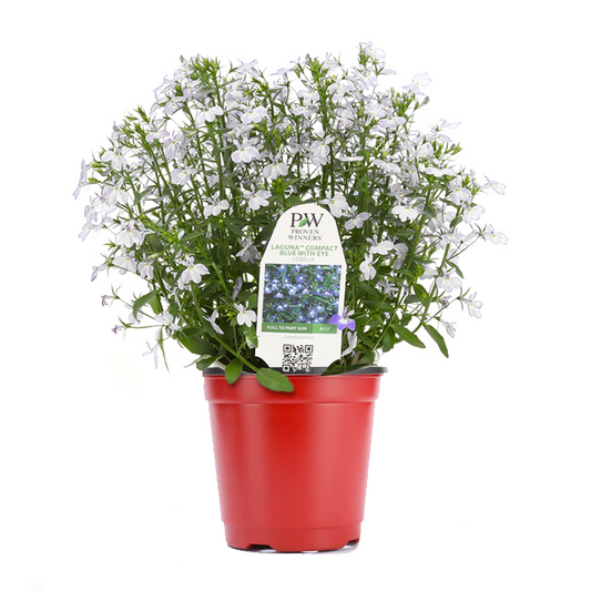 Lobelia (3,5") image 0