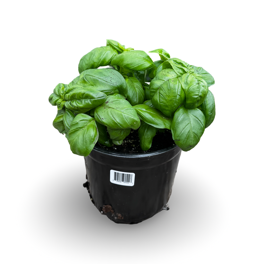 Basil Genovese (6")