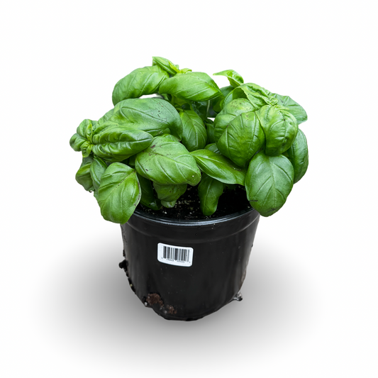 Basil Genovese (6")