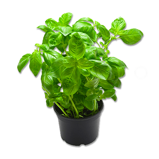 Basil Genovese (3.5")