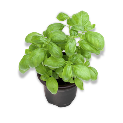 Basil Genovese (3.5")