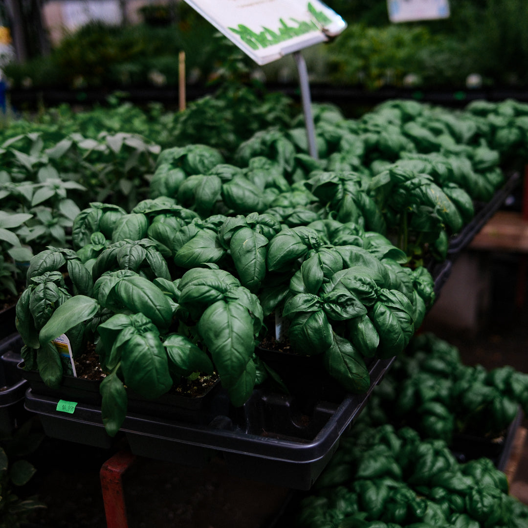 Basil Genovese (4.5")