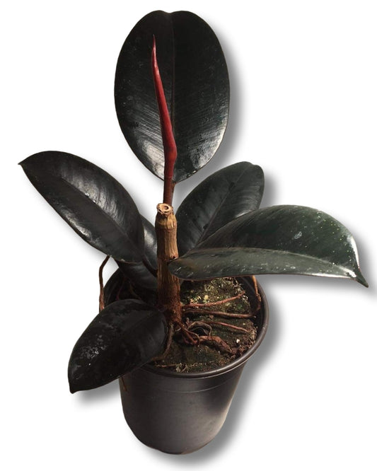 Ficus elsastica "Burgundy" (4") image 0