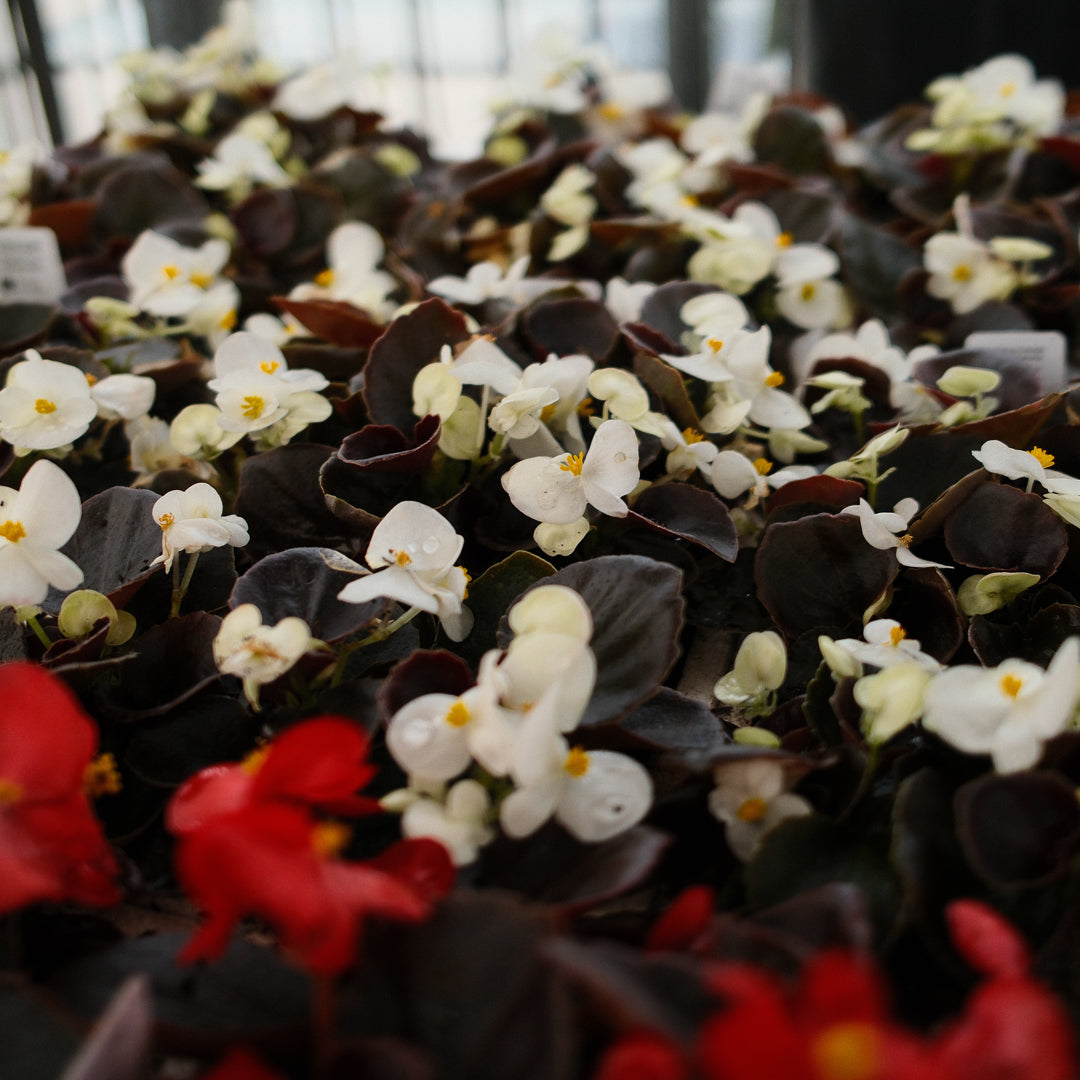 Wax Begonias (Semperflorens) – Tray of 9