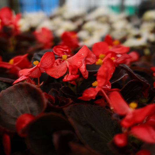 Wax Begonias (Semperflorens) – Tray of 9