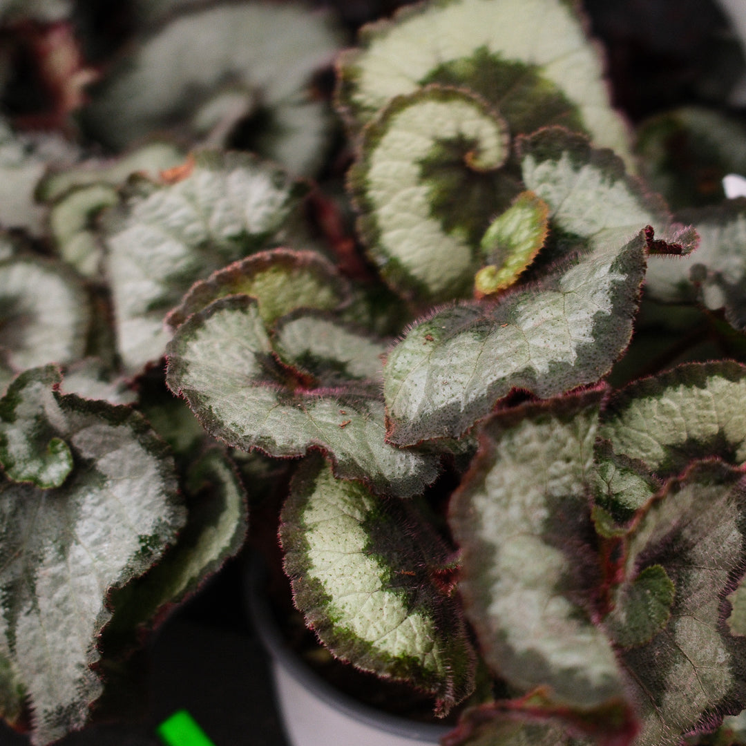 Begonia Rex (4,5")