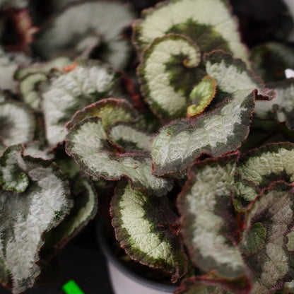 Begonia Rex (4,5")