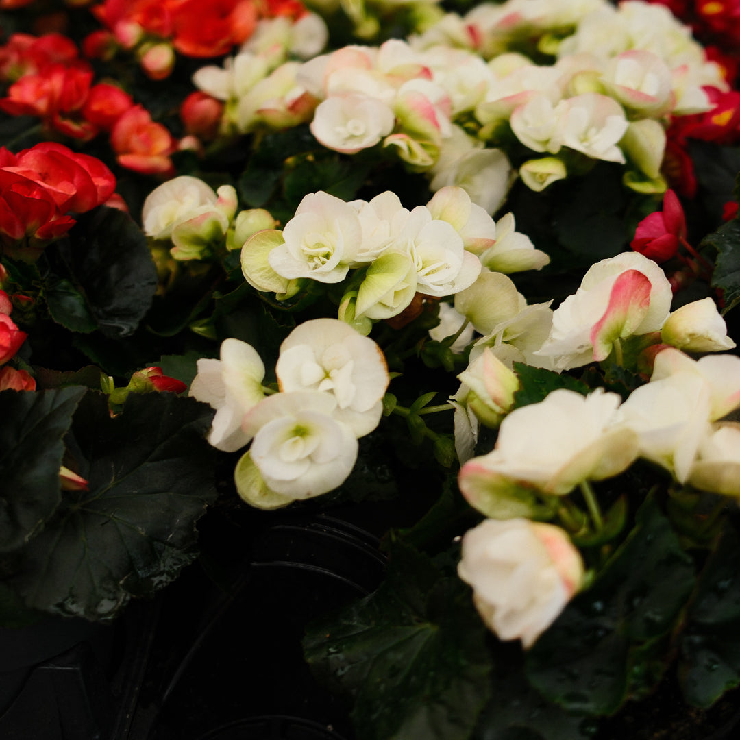 Begonia Reiger (4.5")