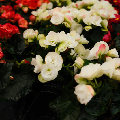 Begonia Reiger (4.5")