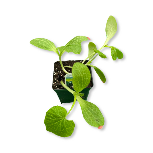 Zuccinis verts (3,5") image 0