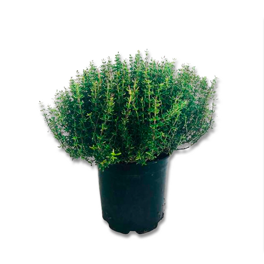 Thym d'hiver (3,5") image 0